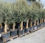 ‼️olijfbomen actie ‼️, Tuin en Terras, Ophalen