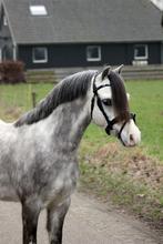 Welsh A menpony ruin 121cm, Dieren en Toebehoren, Pony's, Ruin, 3 tot 6 jaar, B pony (1.17m tot 1.27m), Tuigpony
