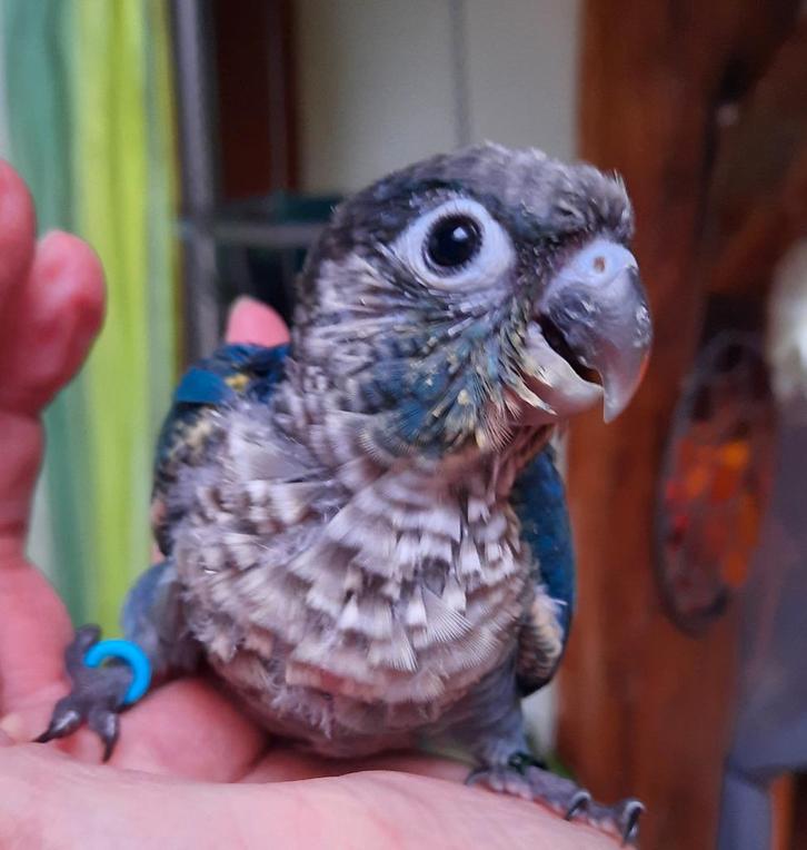 Conures molinae eam, Animaux & Accessoires, Oiseaux | Perruches & Perroquets