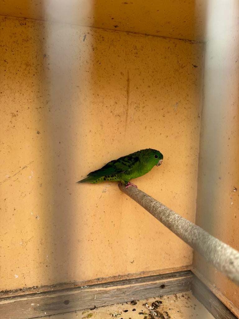 2 roze bourkes en catharinha