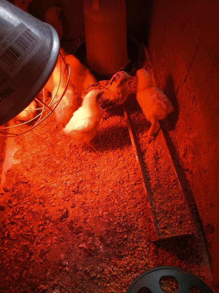 Paaskuikentjes, Tuin en Terras, Brandhout, Ophalen