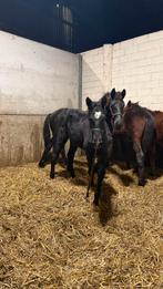 Bwp veulen, Dieren en Toebehoren, Springpaard, Minder dan 160 cm, Met stamboom, 0 tot 2 jaar