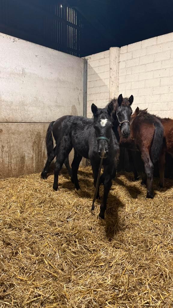 Bwp veulen, Animaux & Accessoires, Chevaux, Étalon, Non dressé, Moins de 160 cm, 0 à 2 ans, Cheval de saut, Avec pedigree, Avec puce électronique