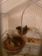 Antwerpen, Animaux & Accessoires, Plusieurs animaux, Canari de couleur