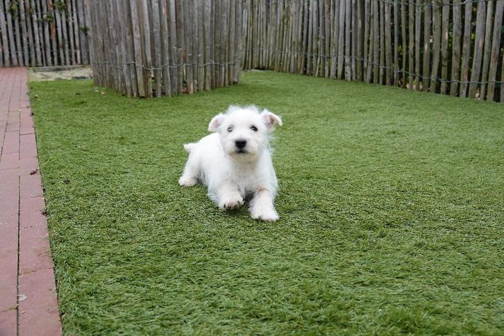 Magnifiques chiots West Highland White Terrier (westie), Animaux & Accessoires, Chiens | Jack Russell & Terriers, Plusieurs animaux