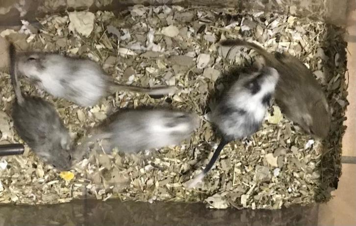 5 jonge gerbils pups, Dieren en Toebehoren, Knaagdieren, Meerdere dieren, Overige typen, Februari, Tam