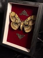 Brahmaea Hearseyi Ingelijst, Enlèvement ou Envoi, Neuf, Insecte, Animal empaillé