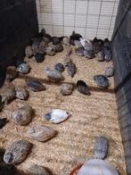 Kwartels, Animaux & Accessoires, Plusieurs animaux, Autres espèces