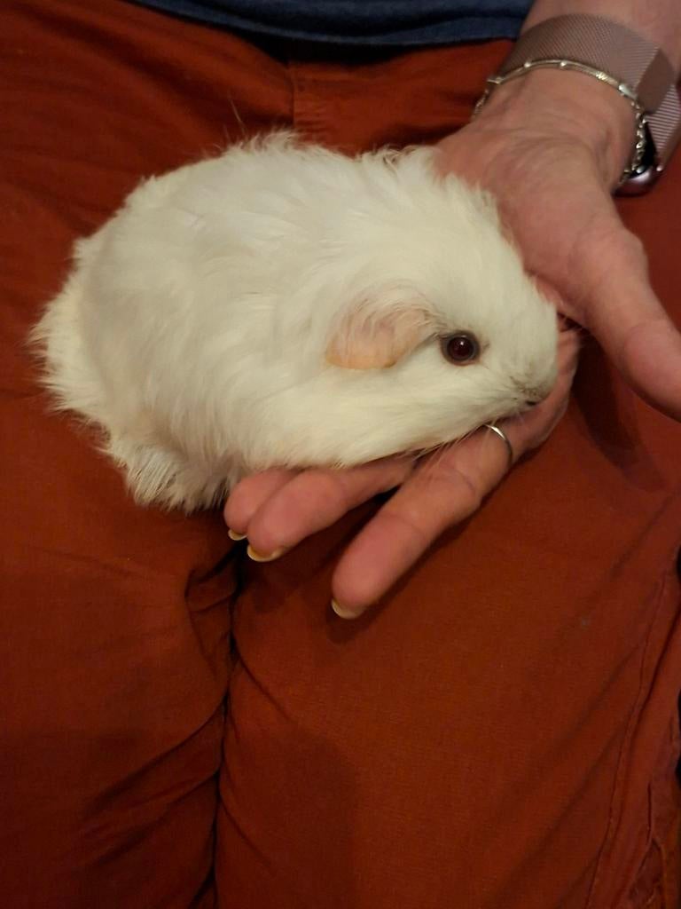 Cobaye de race, Animaux & Accessoires, Janvier, Mâle, Cobaye