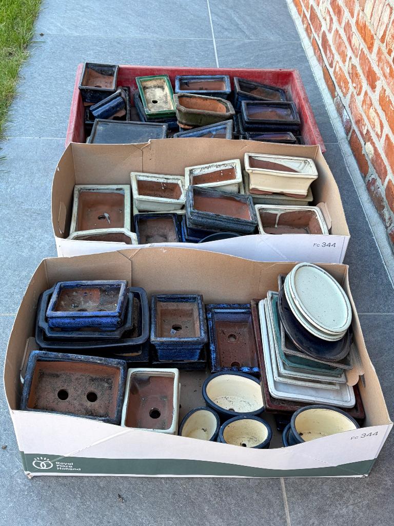 Bonsai potten, Tuin en Terras, Planten | Bomen, Ophalen