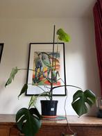 Monstera Deliciosa, gatenplant, medium, echte plant, Huis en Inrichting, Kamerplanten, Ophalen, Overige soorten, Halfschaduw, Minder dan 100 cm