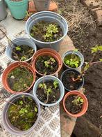 Framboos planten rode vruchten, Jardin & Terrasse, Plantes | Jardin, Plein soleil, Été, Enlèvement, Plantes fruitières