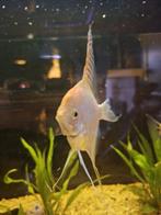 Witte maanvissen te koop vanaf 10 euro