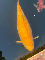 Ginrin Karashigoi Dainichi, Karper of Koi