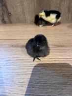 Verschillende kuikens te koop, Dieren en Toebehoren