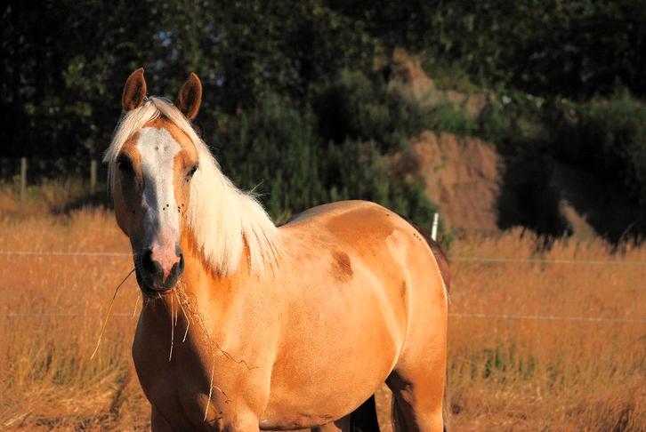 3-jarige palomino D-pony, Dieren en Toebehoren, Pony's, Merrie, Onbeleerd, D pony (1.37m tot 1.48m), Dressuurpony, 3 tot 6 jaar