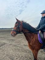 Fijne recreatie / spring pony, Animaux & Accessoires, Poneys, Jument, B, Poney D (1.37 m à 1.48m), 3 à 6 ans