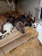 Mooi nestje konijnen te koop 7 stuks, Dieren en Toebehoren, Januari, Geslacht onbekend