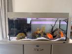 Aquarium Ferplast Dubai 100 - éclairage Led - 190 litres, Ophalen, Zo goed als nieuw, Gevuld zoetwateraquarium