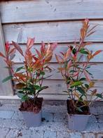 Photinia Red Robin, Tuin en Terras, Ophalen