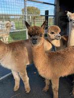 Bruine alpaca ruin 18 maanden, Mâle, 0 à 2 ans