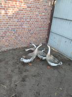 Ganzen te koop, Ophalen of Verzenden