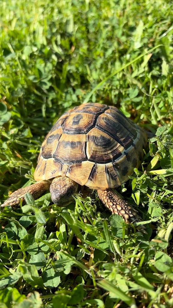 Tortue Herman boietegri, Animaux & Accessoires, Enlèvement