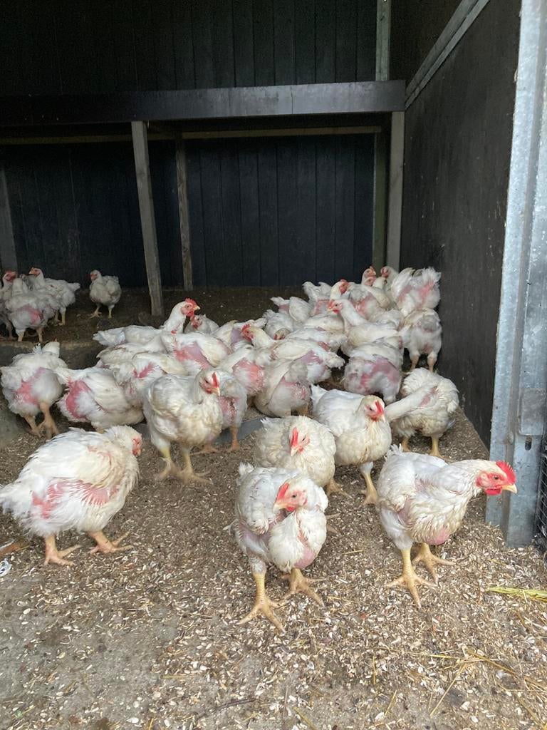 Mestkuikens te koop, Dieren en Toebehoren