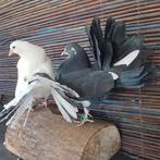 Queue de paon, Enlèvement