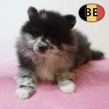 Kleine Keesjes - Merle & Zwart (Belgische pups) te koop, Dieren en Toebehoren, Parvo, België, 8 tot 15 weken, Meerdere