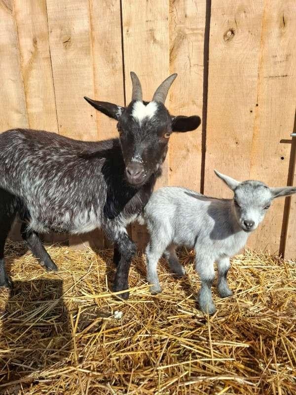 Dwerggeitje, Dieren en Toebehoren, Mannelijk, Geit, 0 tot 2 jaar