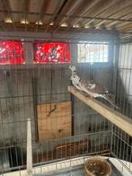 Lachduiven tortelduiven, Ophalen, Zo goed als nieuw