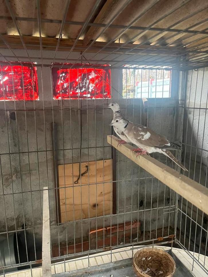 Lachduiven tortelduiven, Dieren en Toebehoren, Vogels | Hokken en Kooien, Zo goed als nieuw, Ophalen