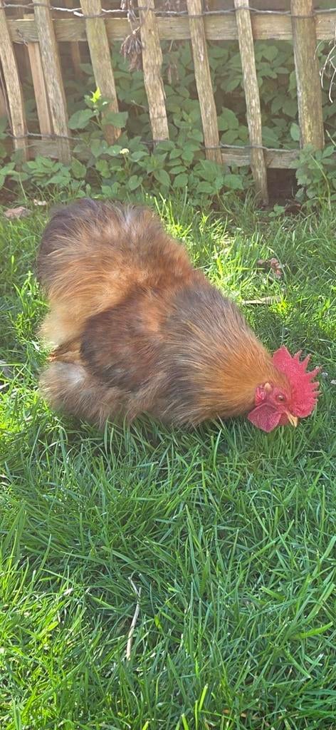 Zijdeveer cochin haantje, Dieren en Toebehoren, Pluimvee
