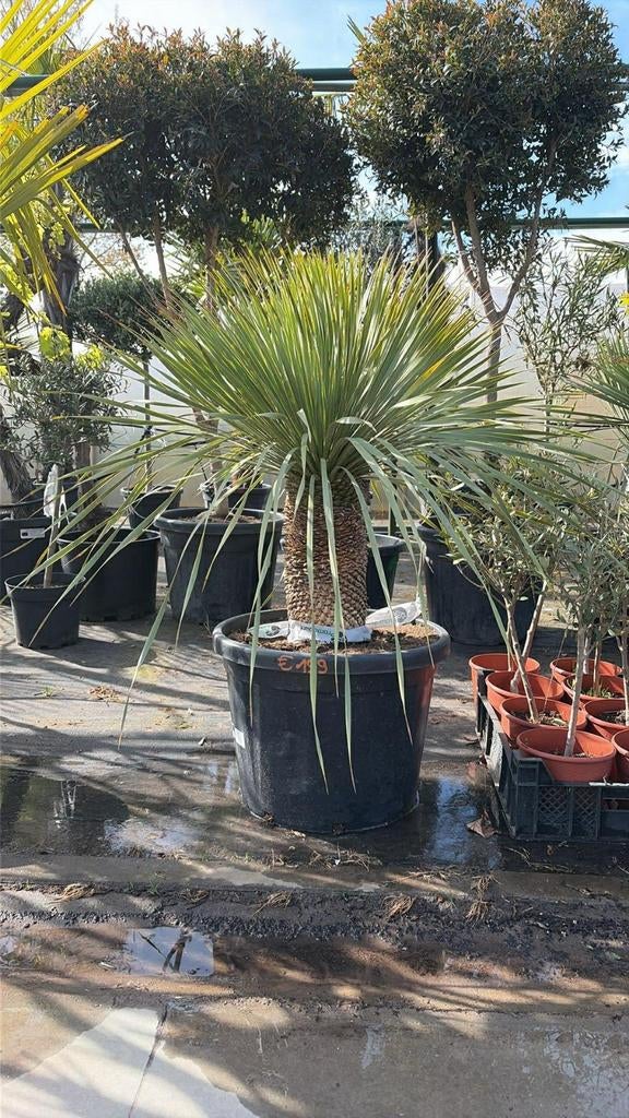‼️yucca rostrata aan promoprijzen ‼️, Jardin & Terrasse, Plantes | Jardin, Enlèvement