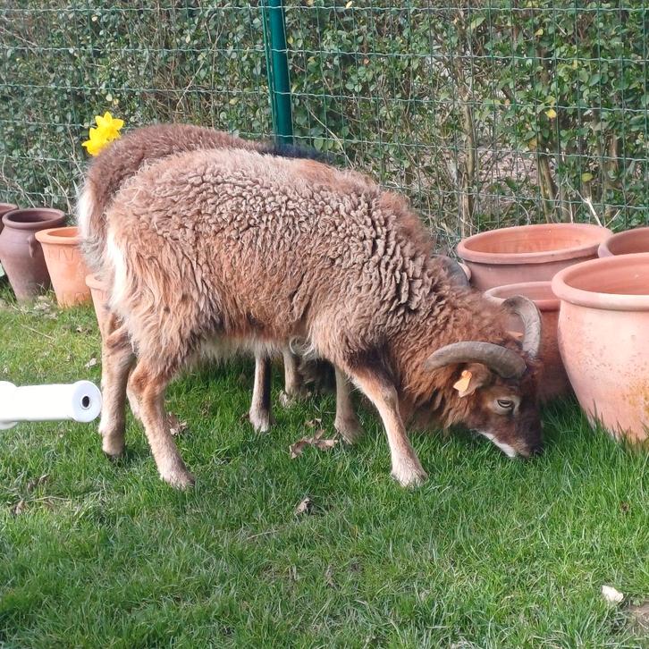 schaap soay, Animaux & Accessoires, Moutons, Chèvres & Cochons, Mouton, Plusieurs animaux, 0 à 2 ans