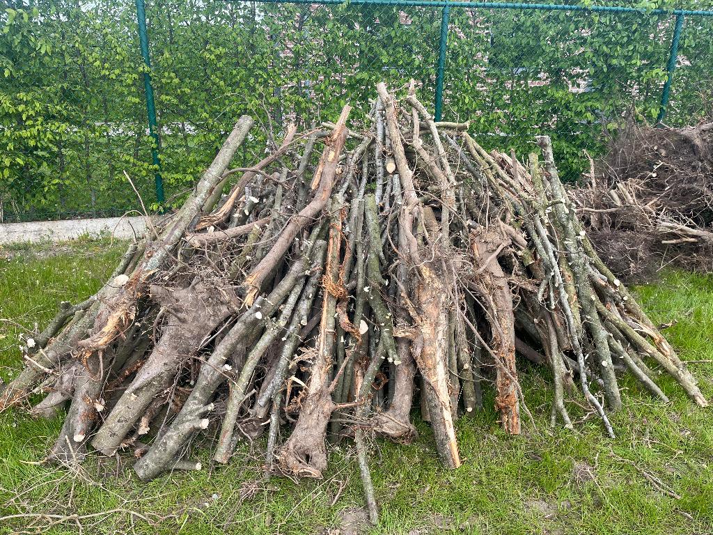 Gratis Hout (hakselen of branden), 6 m³ of meer, Ophalen, Overige houtsoorten, Stammen