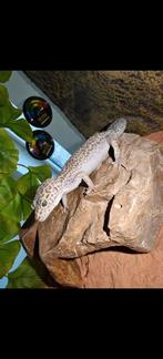 Mack Snow Blizzard luipaardgekko, Dieren en Toebehoren, Reptielen en Amfibieën