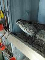 Japanse kwartel, Dieren en Toebehoren, Mannelijk, Geringd