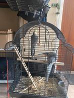 Valkparkieten, Dieren en Toebehoren, Vogels | Parkieten en Papegaaien, Meerdere dieren, Parkiet, Tam