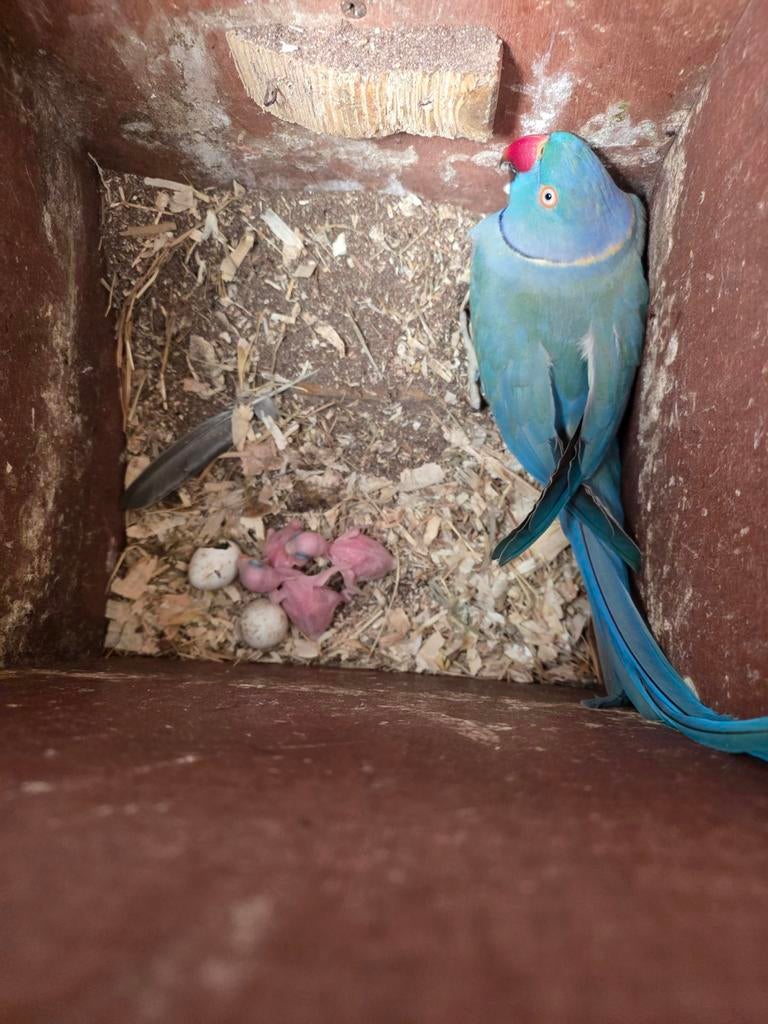 Halsband parkiete jong 3 on net hand groot te brengen