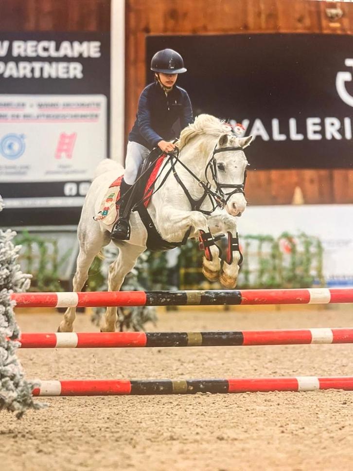 C pony te koop, Dieren en Toebehoren, Pony's, Merrie, Niet van toepassing, C pony (1.27m tot 1.37m), Springpony, 7 tot 10 jaar