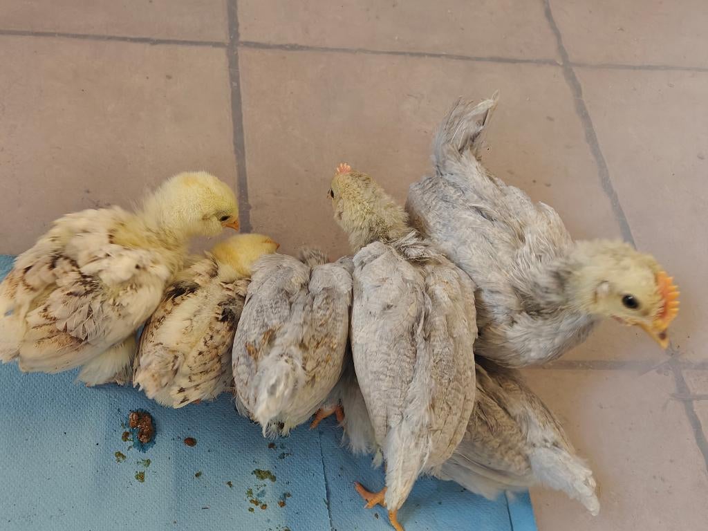 Kuikens faverolle en leghorn Isabel patrijs, Mâle, Poule ou poulet