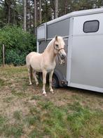 3 JARIGE RODBLAKK RUIN, Dieren en Toebehoren, Met stamboom, Ruin, 3 tot 6 jaar, Onbeleerd
