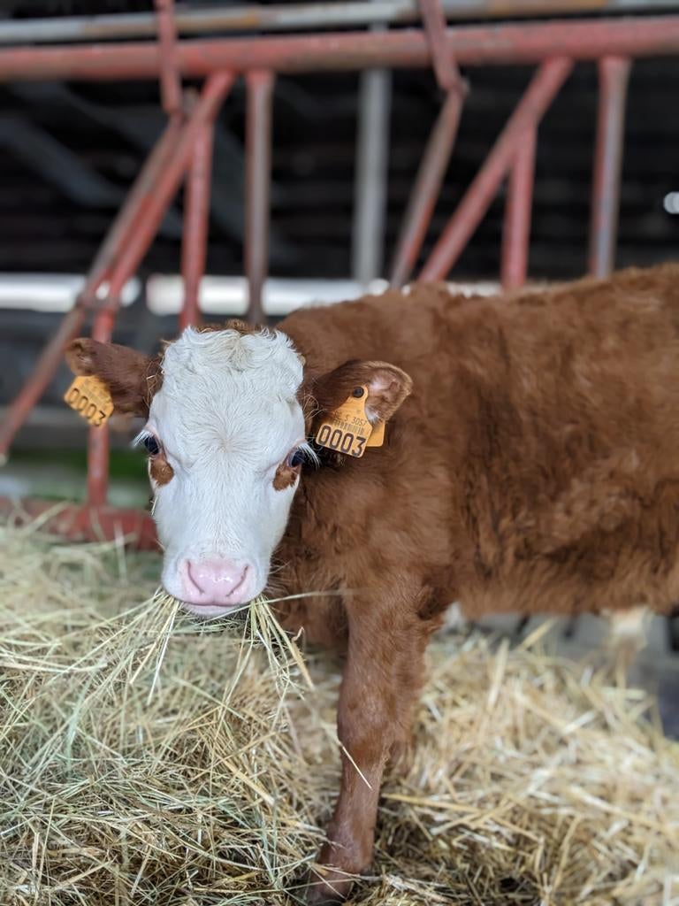 Vaars en stierkalf Dexter x mini-hereford, Dieren en Toebehoren