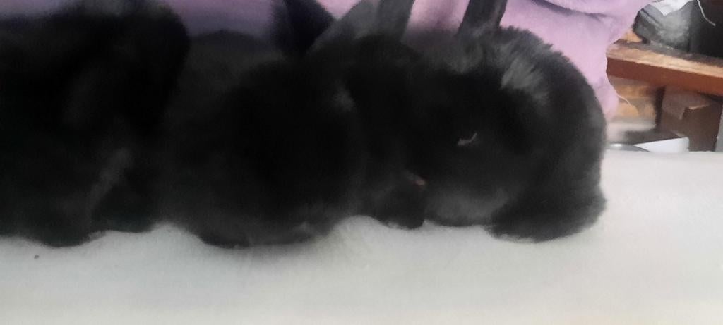 Baby konijntjes geboren 30maart, Geslacht onbekend, Dwerg, Hangoor, 0 tot 2 jaar