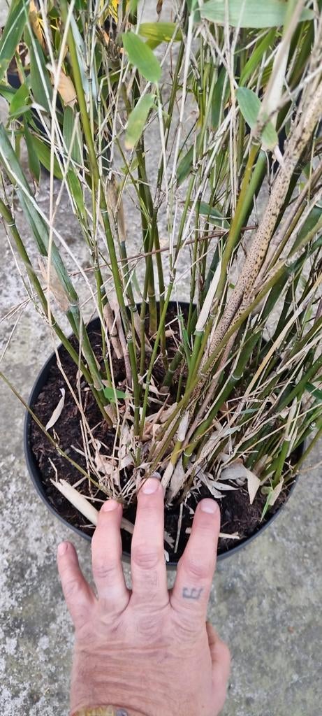 fresh bamboo, Tuin en Terras, Ophalen, Bamboe, 100 tot 250 cm