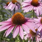 Echinacea Magnus, Ophalen