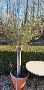 Olivier sur tige, rustique, Jardin & Terrasse, Plantes | Arbres, Enlèvement, Olivier