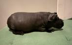 Skinny cavia zeugje, Domestique, Septembre, Cobaye, Femelle